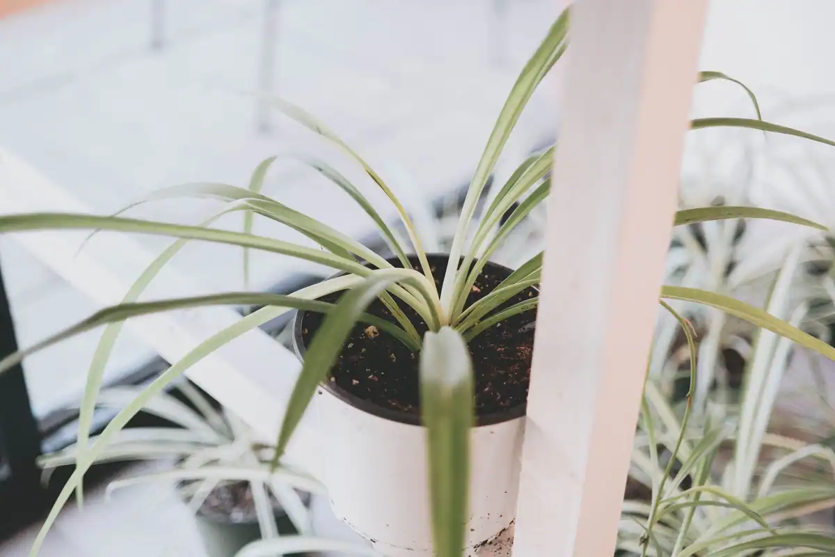 Plantă păianjen (Chlorophytum) într-un ghiveci alb pe un raft