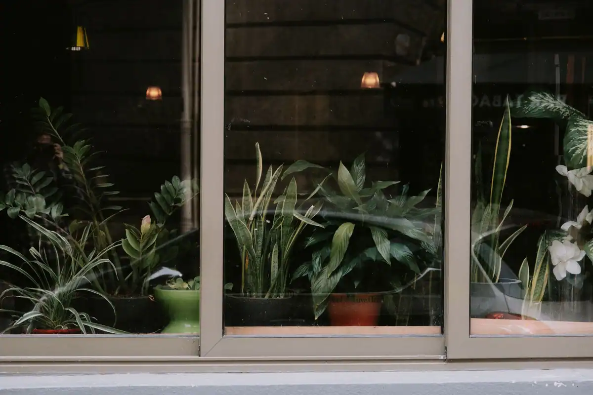 Mai multe plante de interior în ghivece, lângă o fereastră