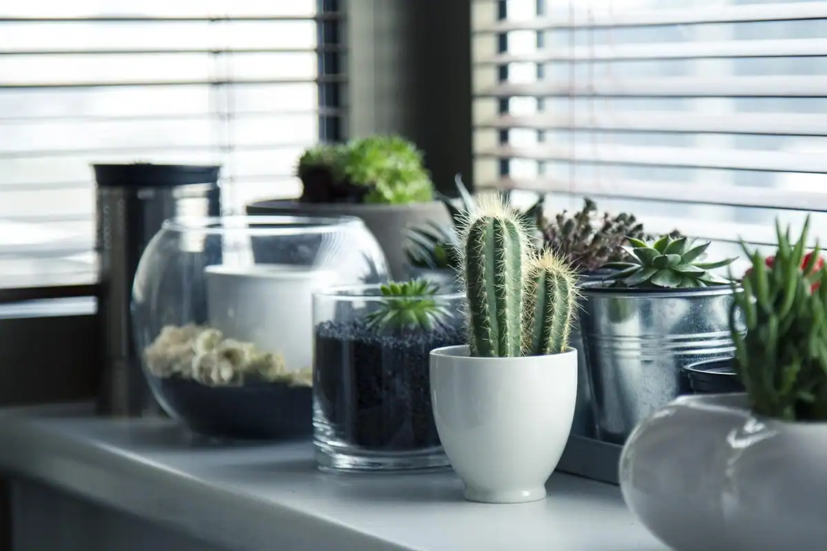 Stropitoare lângă o plantă de apartament într-un ghiveci ceramic, pe un raft la fereastră